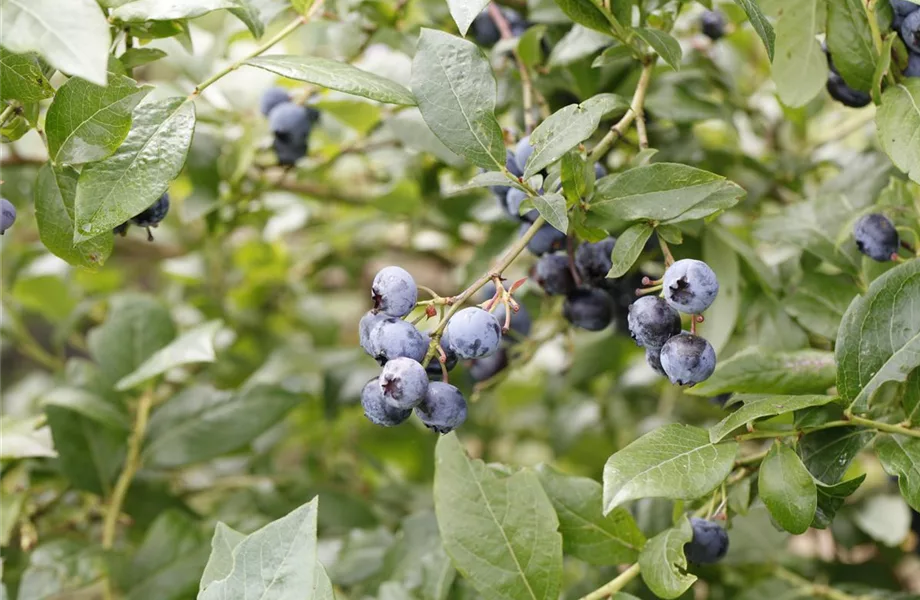 Pflegeleichter Garten: Wohlfühloase trotz wenig Zeit