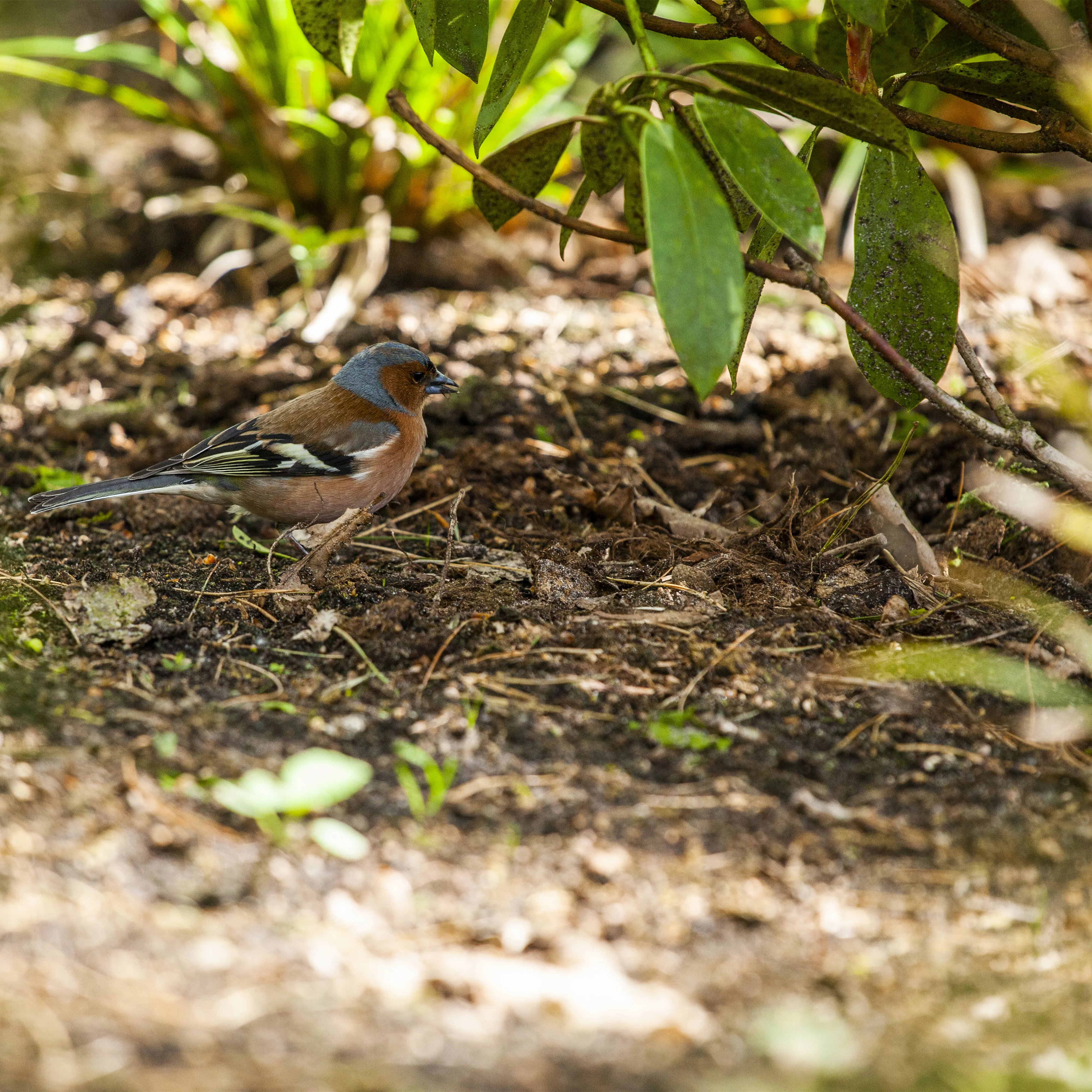 Der Garten – Heimat für Vögel und Co.