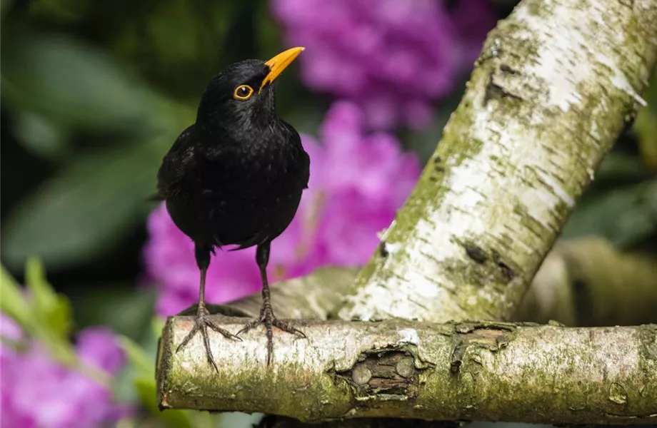 Der Garten – Heimat für Vögel und Co.