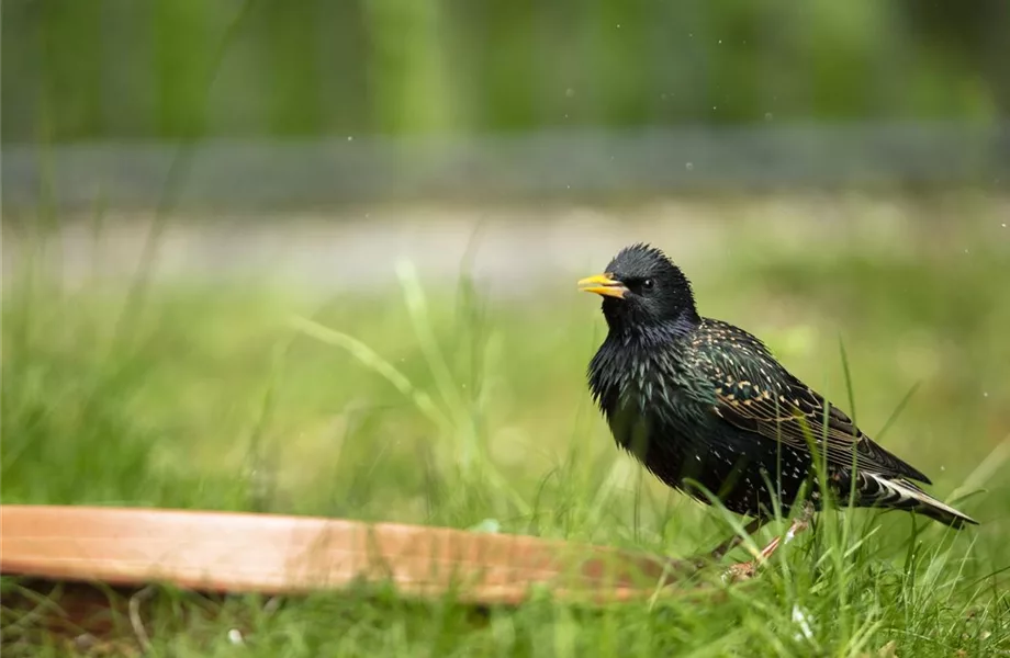 Der Garten – Heimat für Vögel und Co.