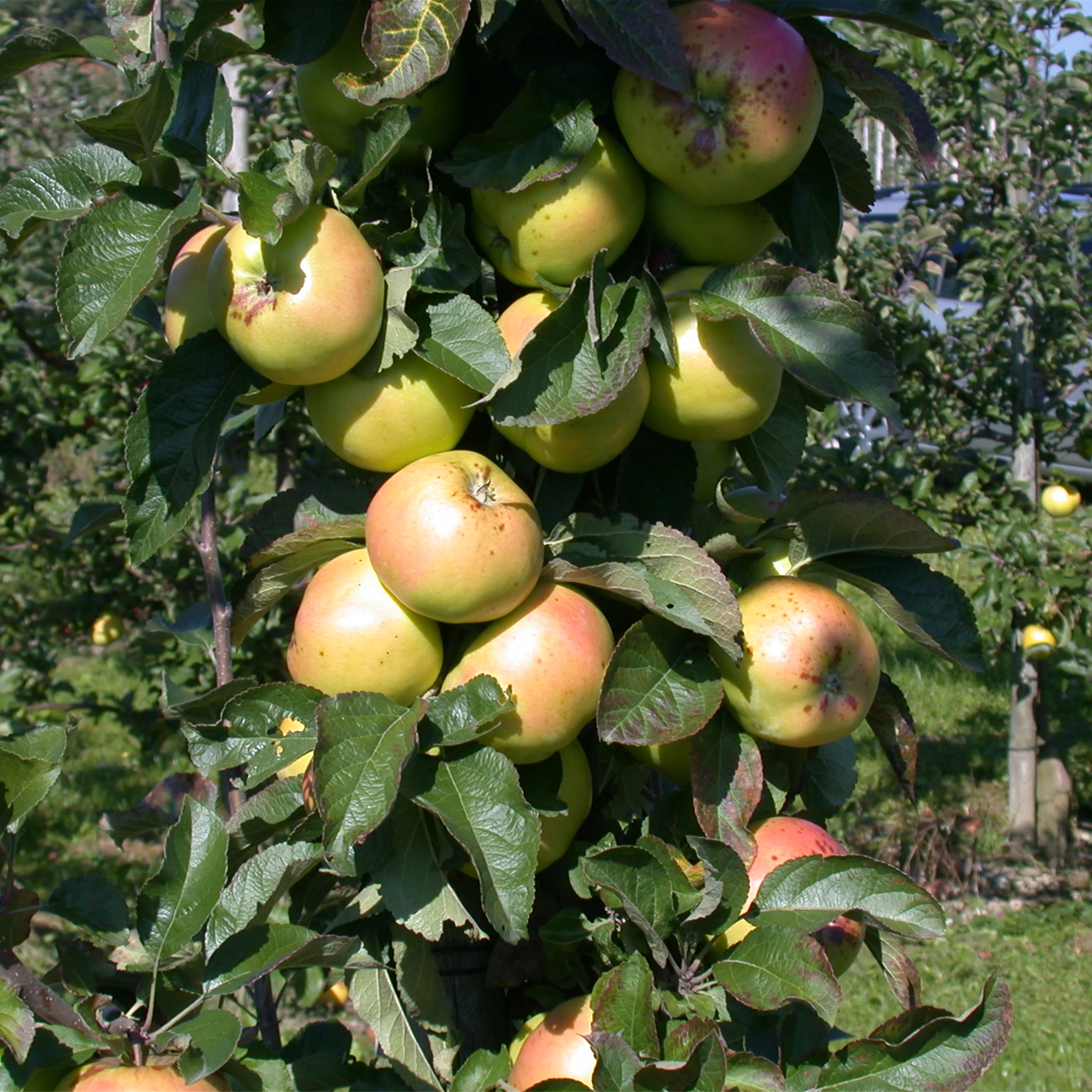 Die Streuobstwiese – Gesundheit zum Selberpflücken