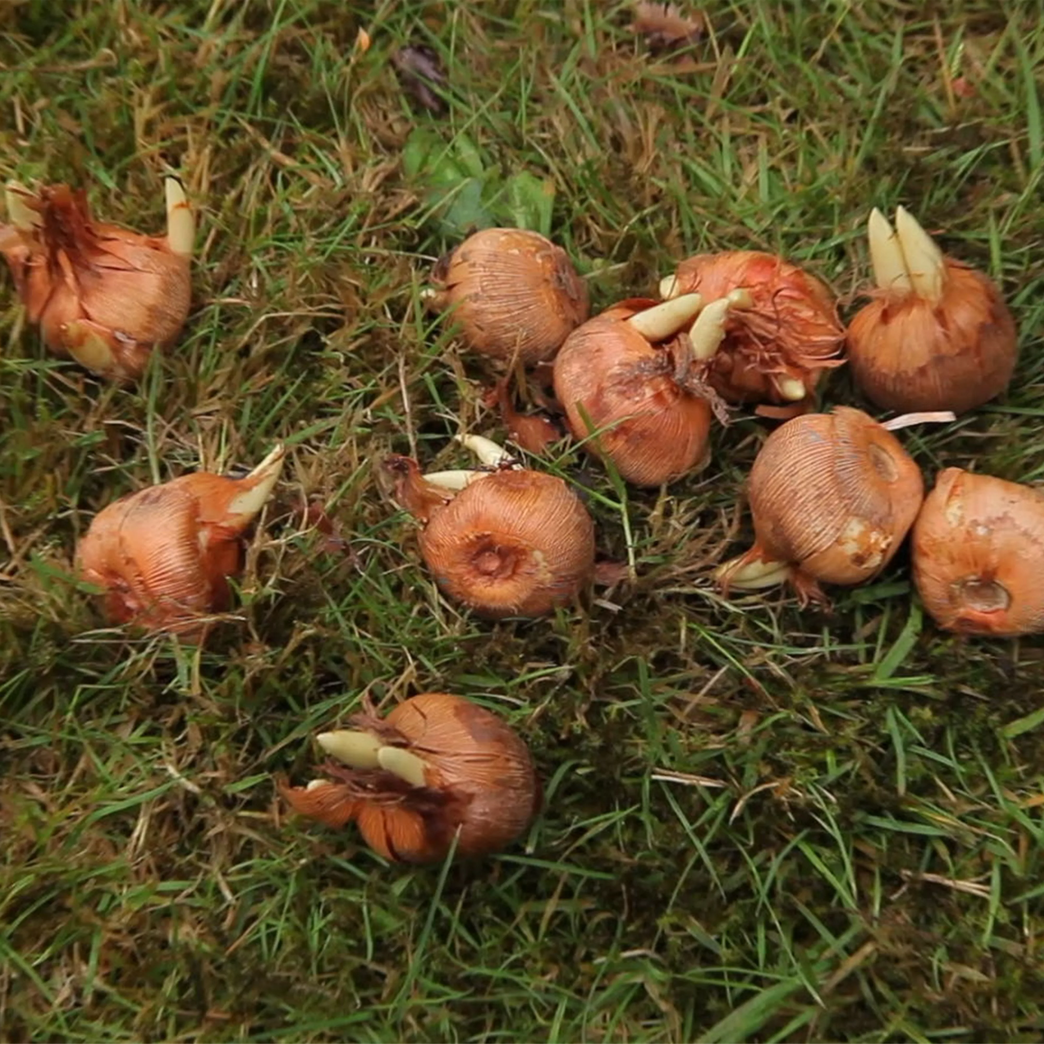 Herbst-Krokus einpflanzen im Garten