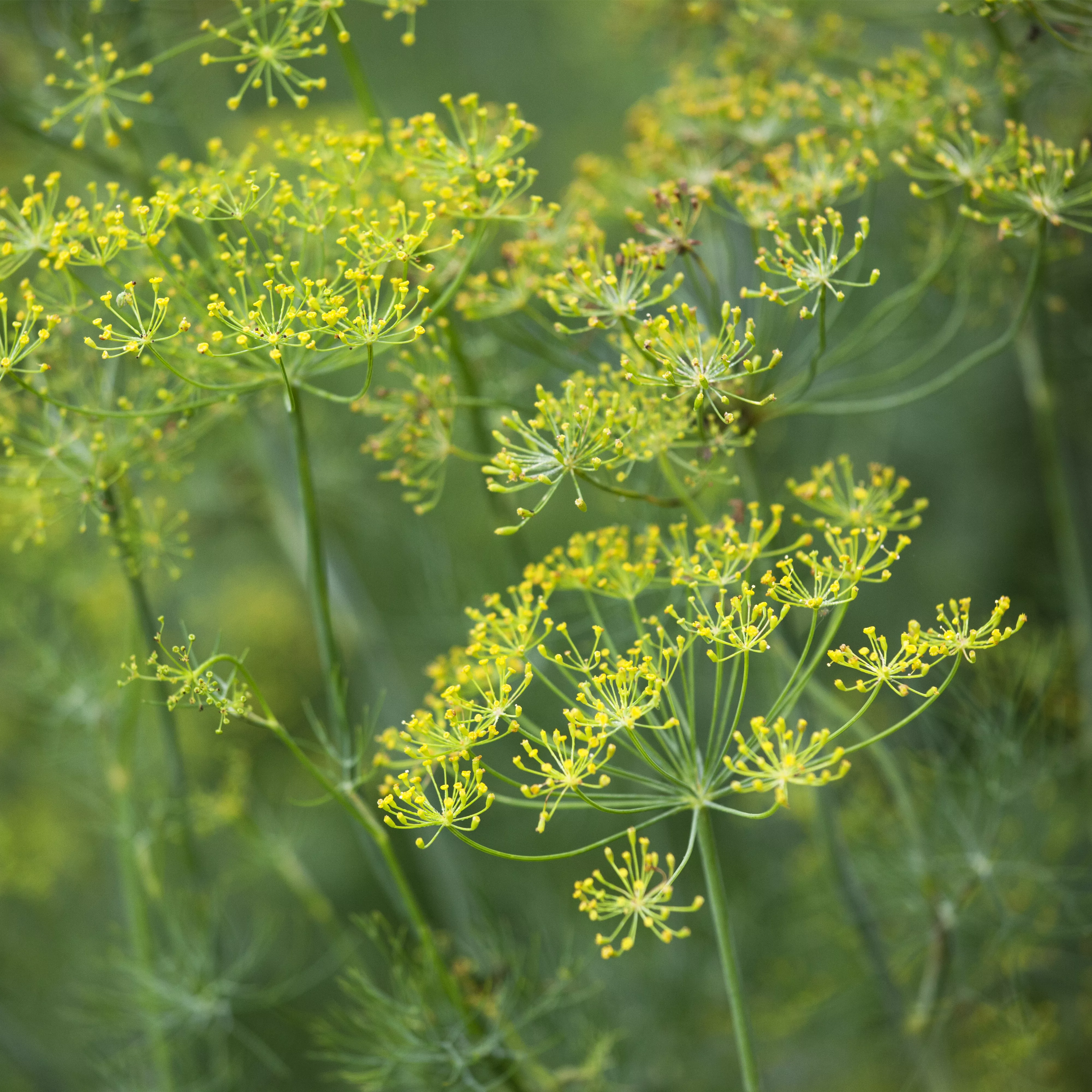 Kräuter im Garten