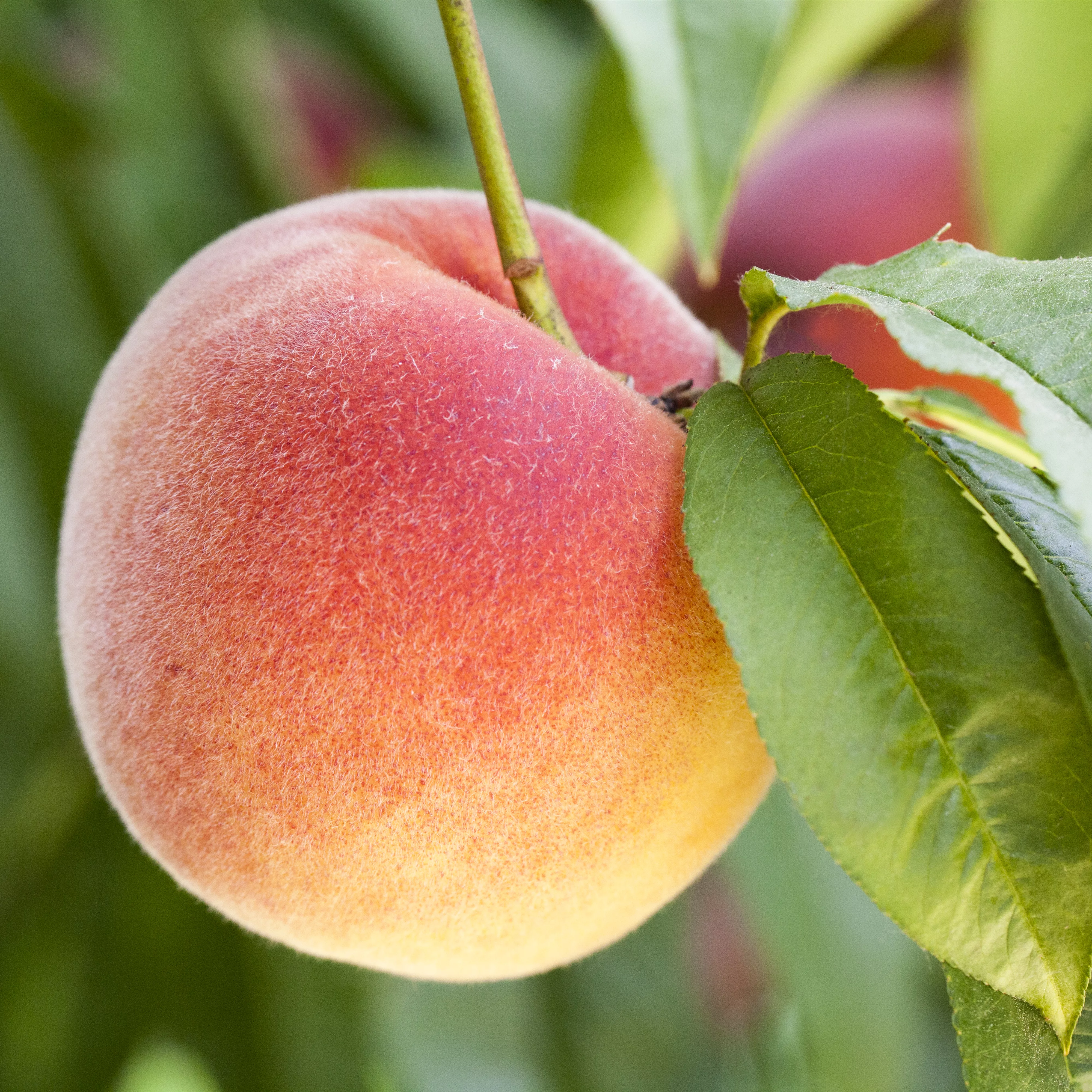 Obstbäume brauchen Sommerschnitt für die optimale Ernte