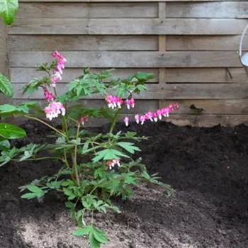 Tränendes Herz - Einpflanzen im Garten