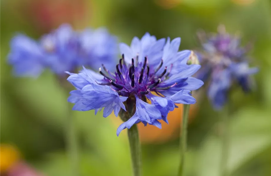 Schnittblumen aus dem eigenen Garten – den Garten ins Haus holen