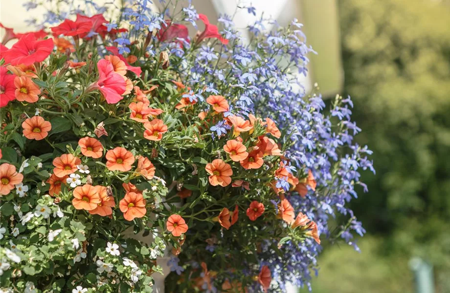 Mit einjährigen Pflanzen den Garten bunter machen