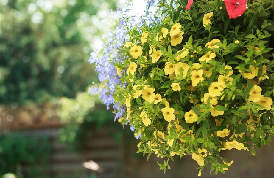 Urban Gardening – Blumenampel aus Konservendosen