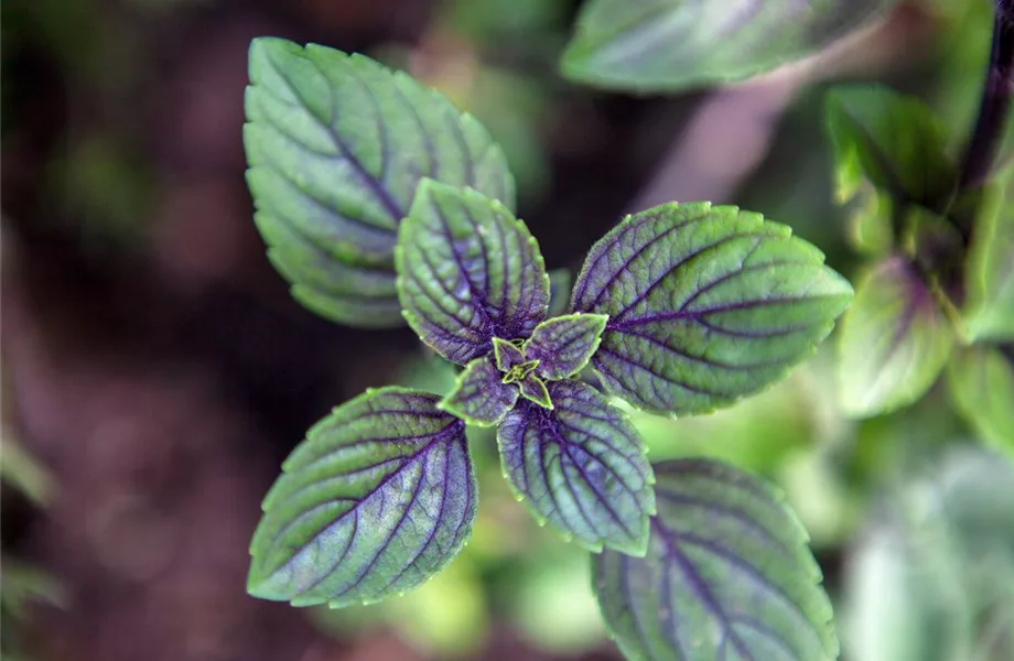 Die Schoko-Minze: Schokolade für den Garten