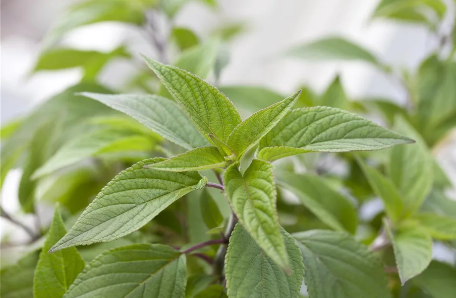 Besondere Kräuter mit ganz besonderen Aromen