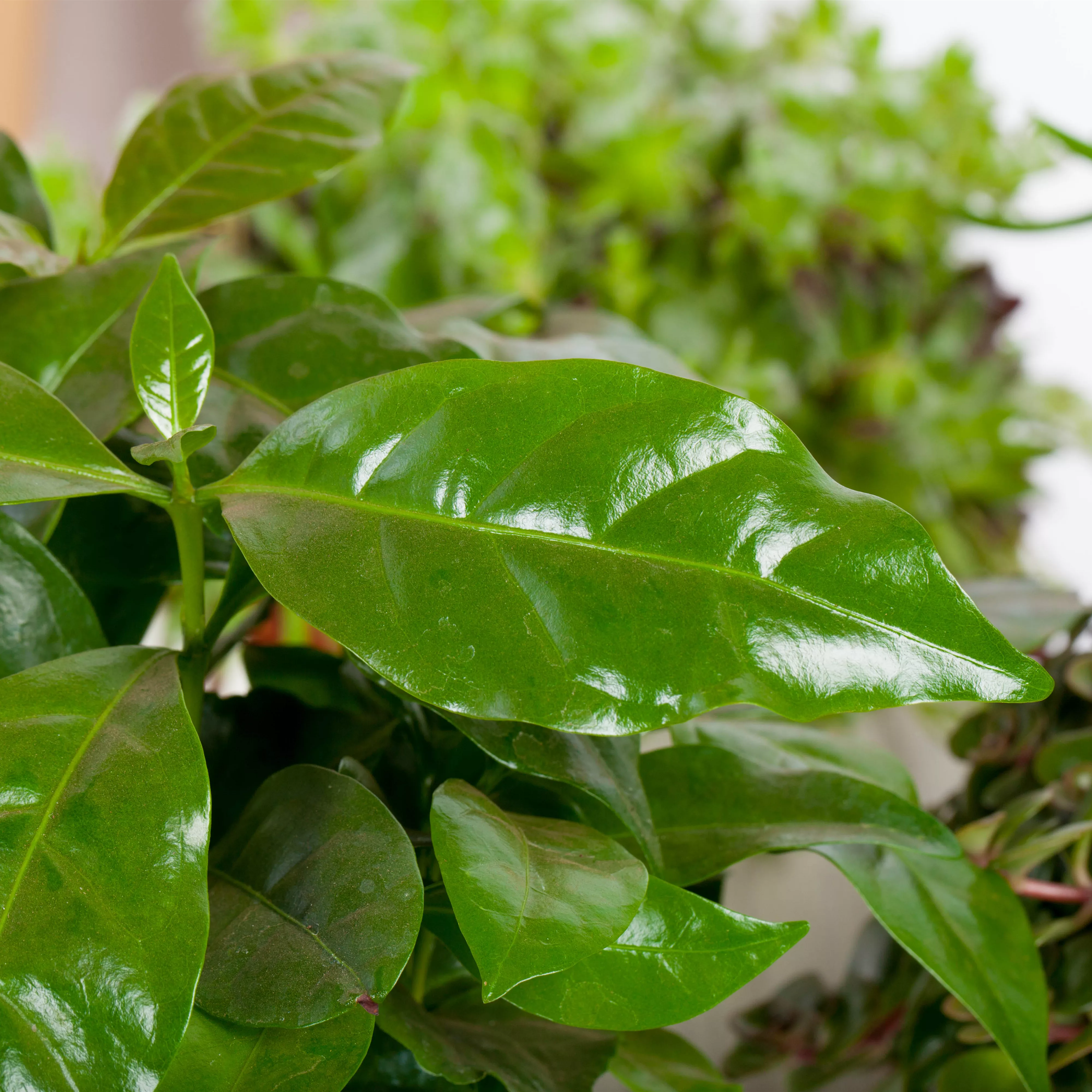 Eigener Kaffee aus dem Garten – das ist möglich