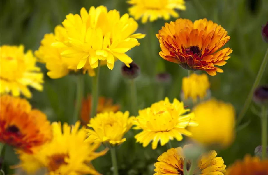 Der ganz große Stil im Garten - eine Anleitung für Menschen mit Liebe zu Effekten