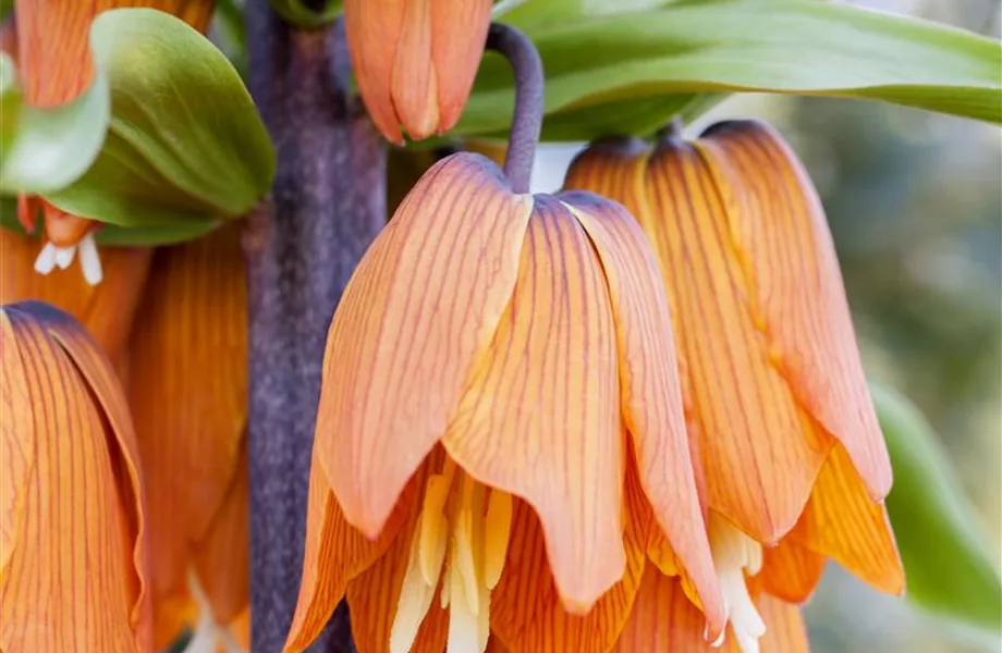 Winterschutz für Blumenzwiebeln: Lagern und überwintern