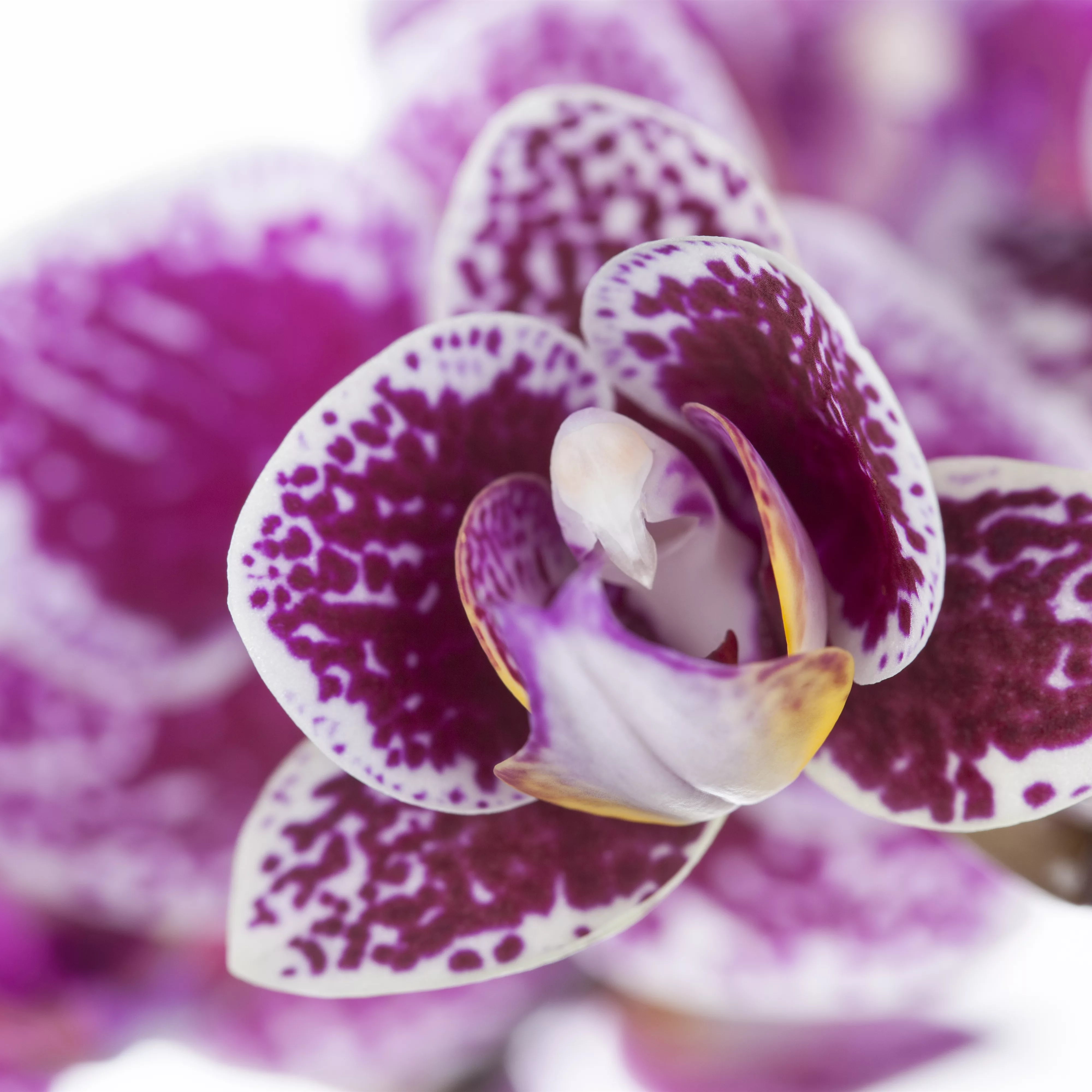 Orchideen für Anfänger und Profis