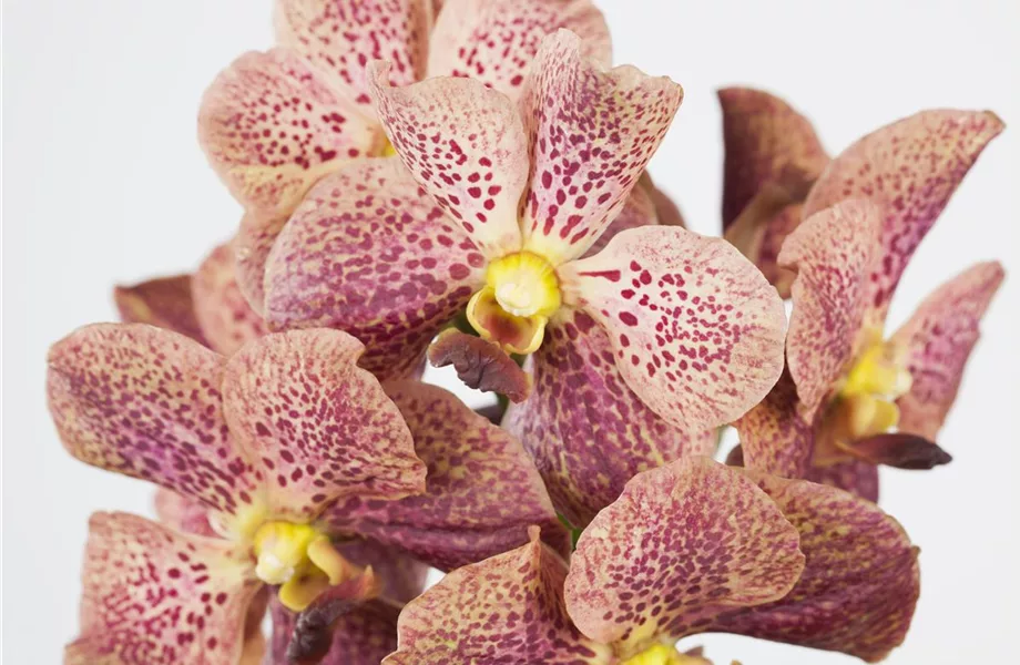 Orchideen für Anfänger und Profis