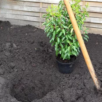 Portugiesische Kirschlorbeer - Einpflanzen im Garten