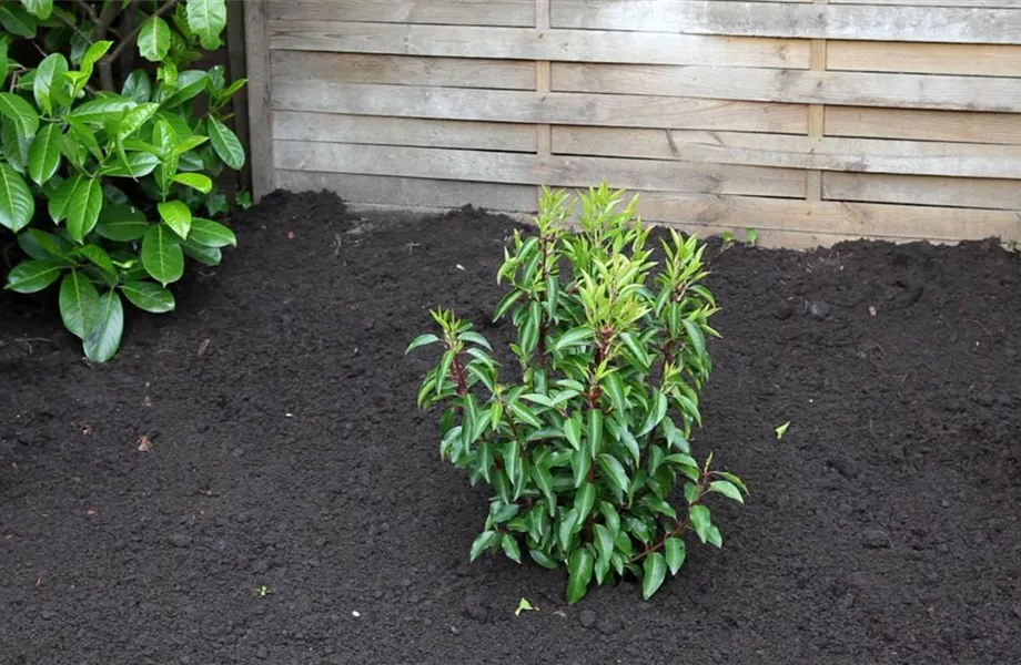 Portugiesische Kirschlorbeer - Einpflanzen im Garten