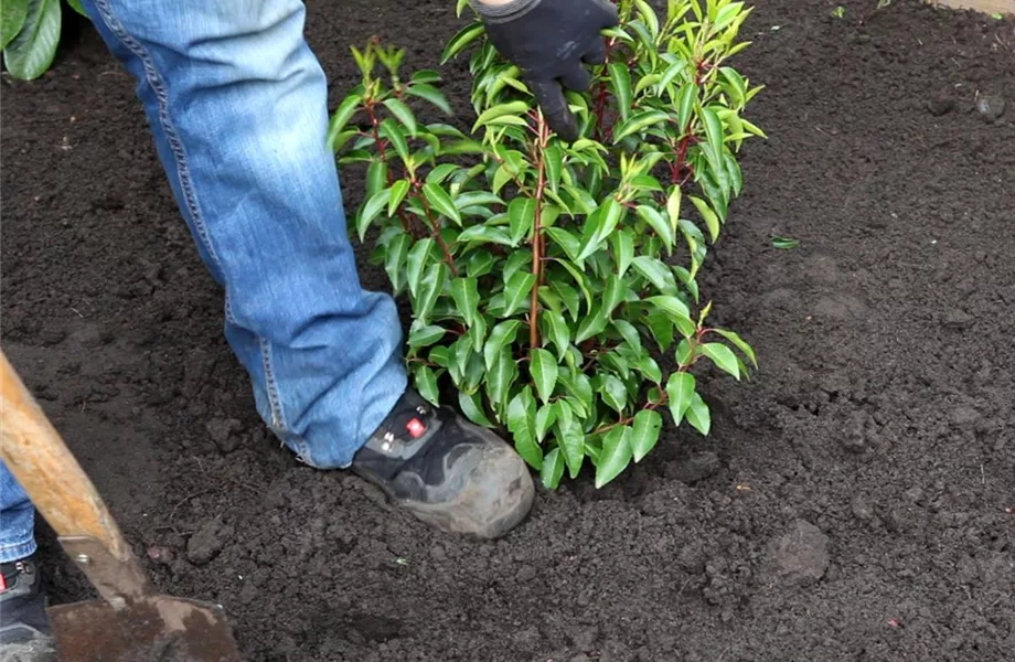 Portugiesische Kirschlorbeer - Einpflanzen im Garten