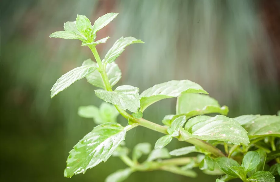 Die Erdbeer-Minze: zarte Pflanze, viel Aroma