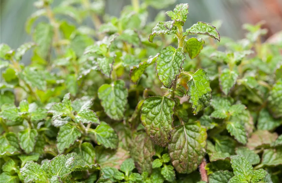 Die Erdbeer-Minze: zarte Pflanze, viel Aroma