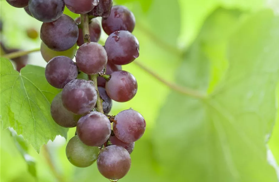 Warum Wein eigentlich aus Beeren gemacht wird