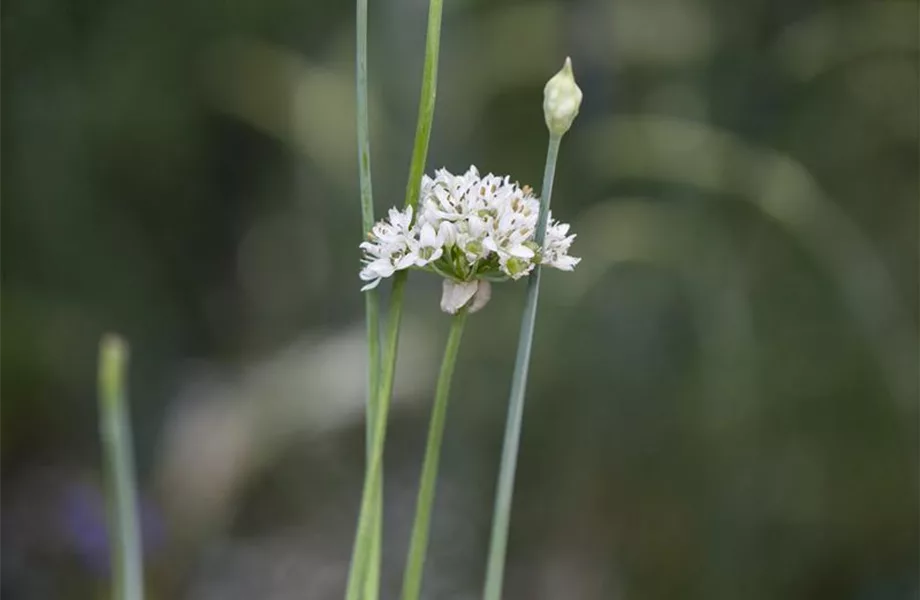 Kräutergarten – Anregungen und Gestaltungshinweise