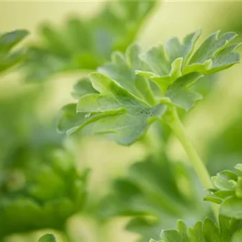 Urban Gardening – frische Kräuter für den Balkon