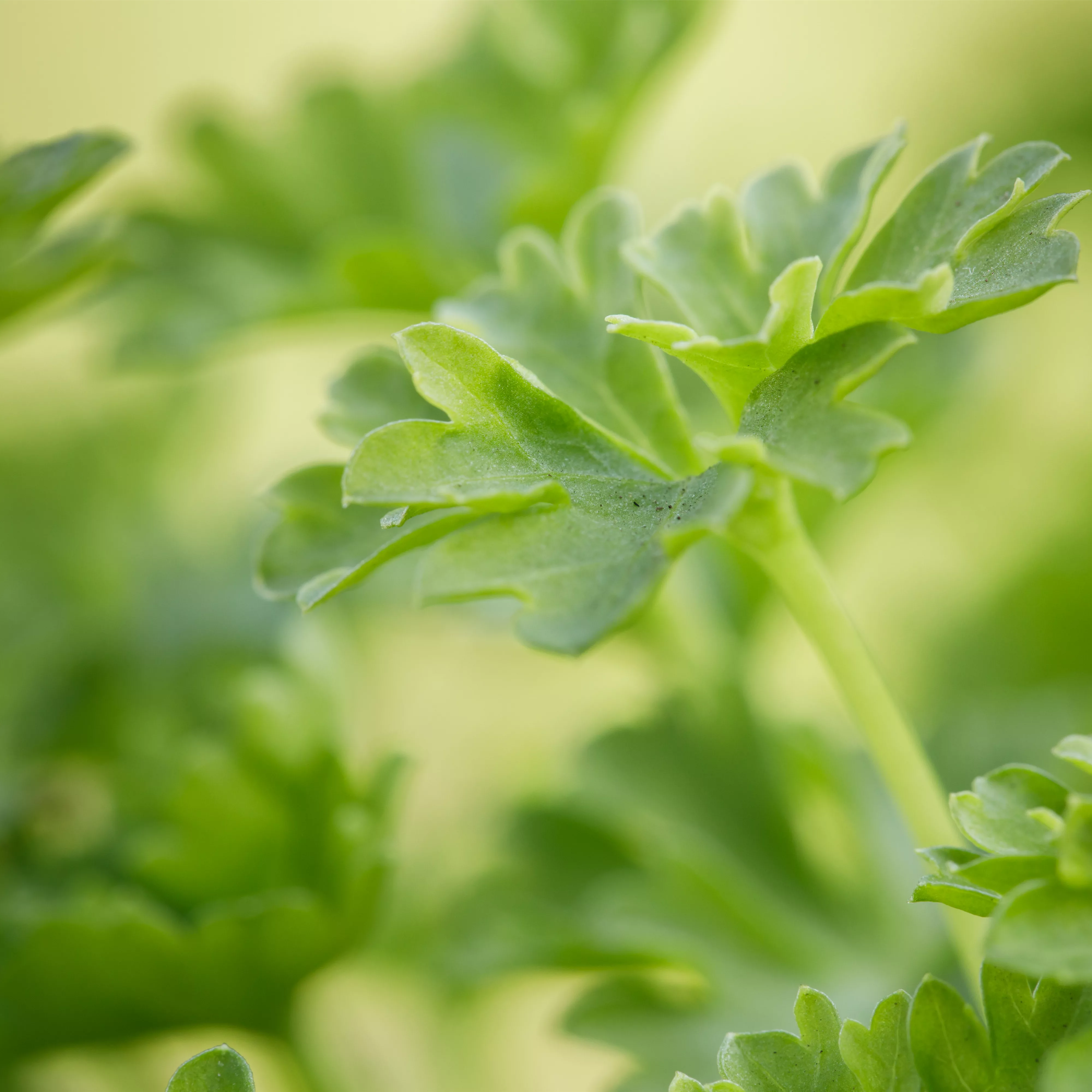 Urban Gardening – frische Kräuter für den Balkon