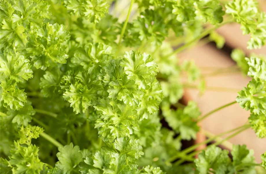 Urban Gardening – frische Kräuter für den Balkon