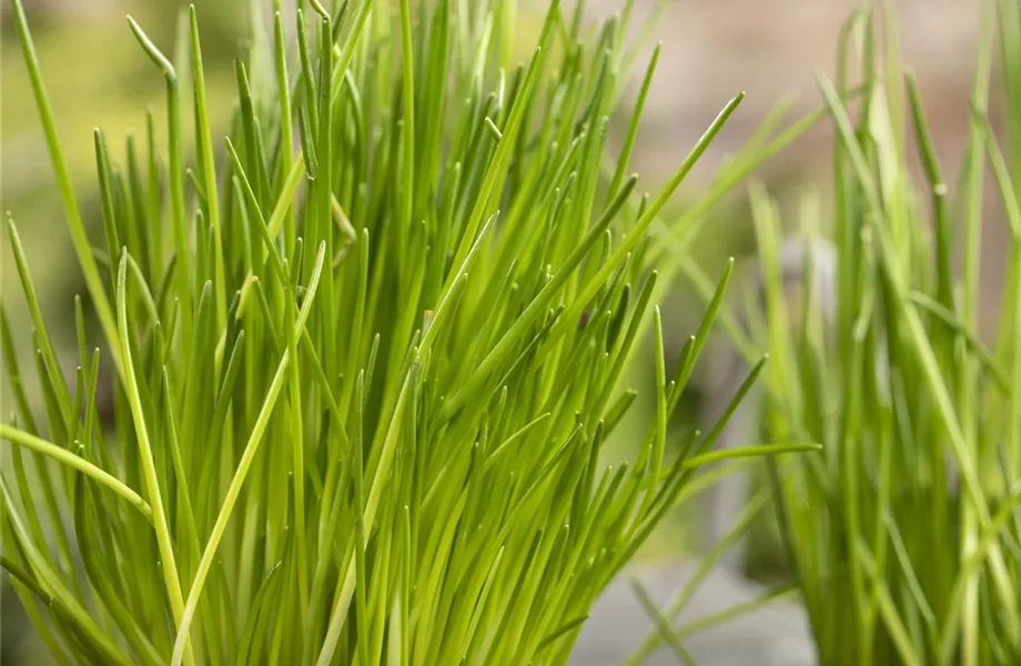 Urban Gardening – frische Kräuter für den Balkon