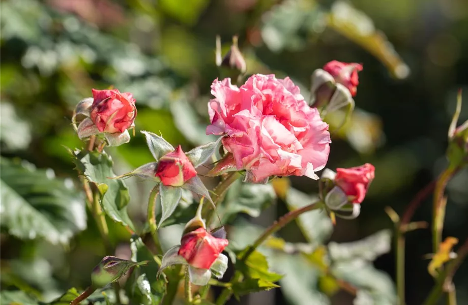 Die Rose – die Königin der Pflanzen für Balkon und Terrasse