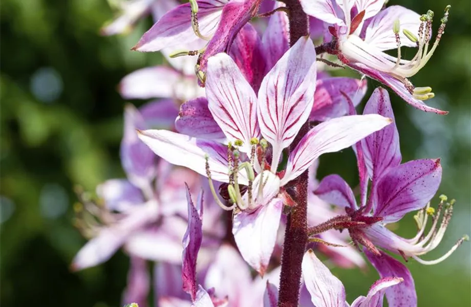 Diptam – Der brennende Busch im Garten