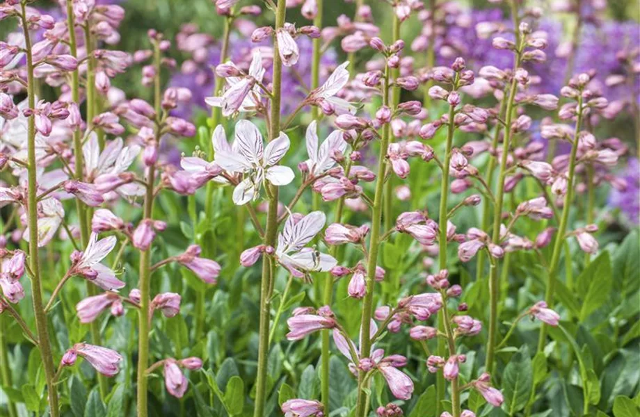 Diptam – Der brennende Busch im Garten