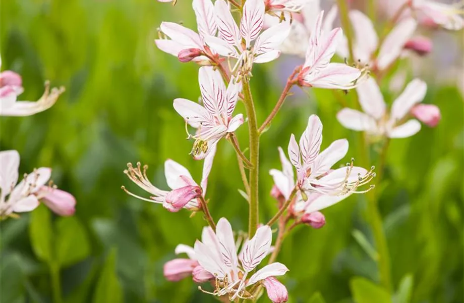 Diptam – Der brennende Busch im Garten