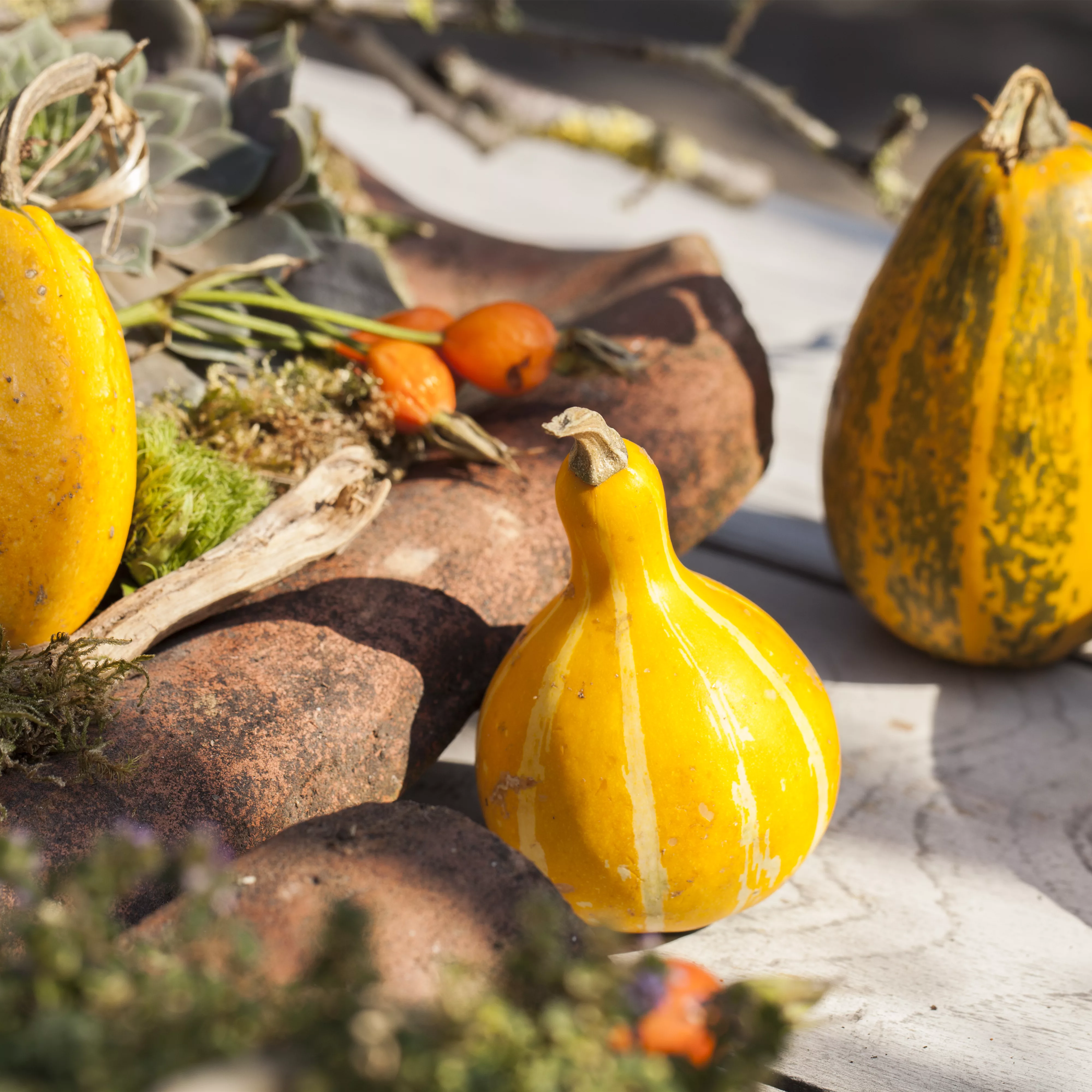 Es wird bunt! Herbst-Deko im Haus