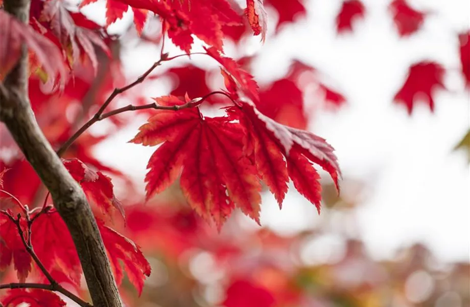 Es wird bunt! Herbst-Deko im Haus