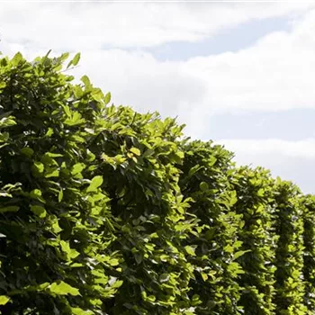 Die Hainbuche: Hecke und Vogelparadies