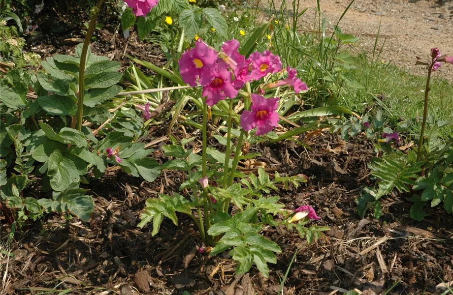 Freilandgloxinie – Trompetenblüten im Garten