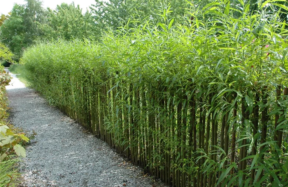 Einen Sichtschutz oder Gartenbegrenzung mit Weiden ziehen