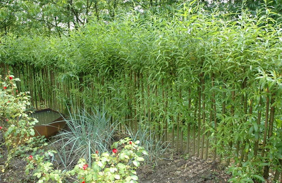 Einen Sichtschutz oder Gartenbegrenzung mit Weiden ziehen