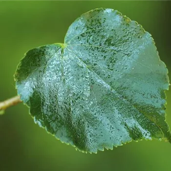 Die Linde - viel mehr als nur ein einfacher Baum