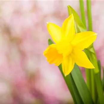 Frühling auf dem Balkon: Frühblüher pflanzen im Herbst