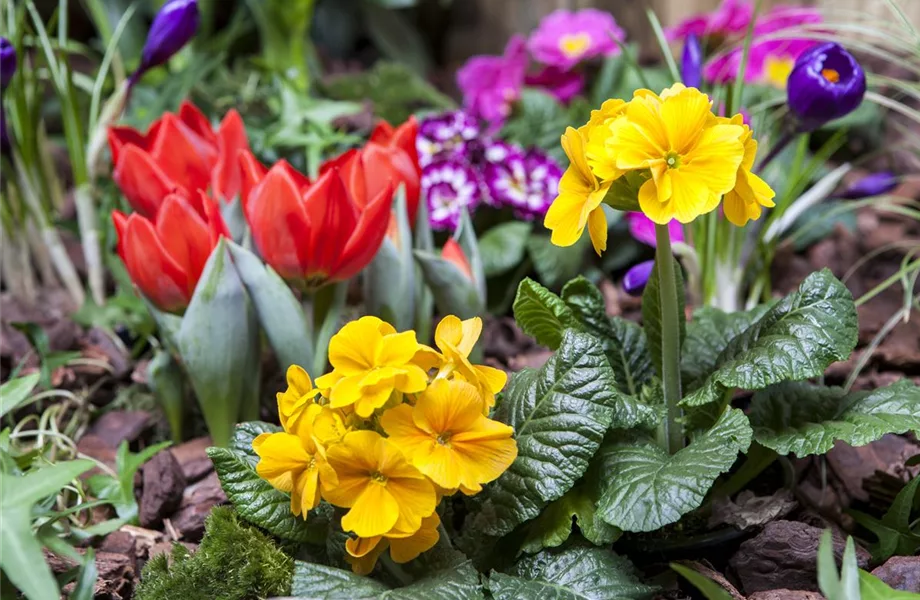 Frühling auf dem Balkon: Frühblüher pflanzen im Herbst