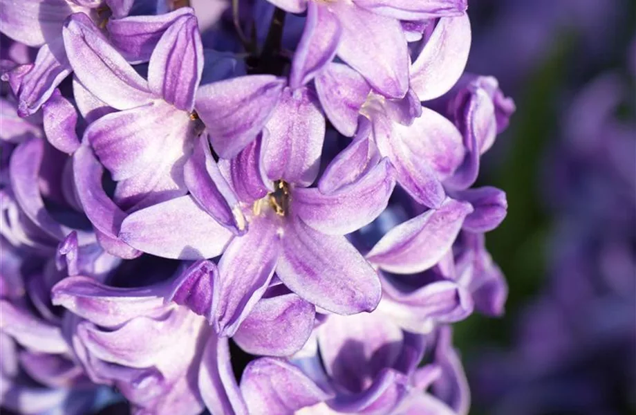 Frühling auf dem Balkon: Frühblüher pflanzen im Herbst