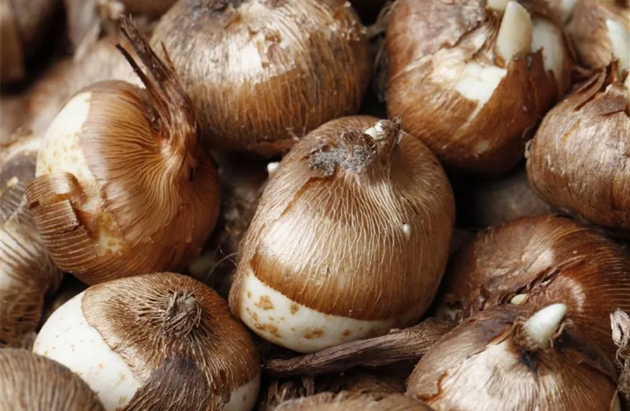 Krokus pflanzen: Der Klassiker im Frühlingsbeet