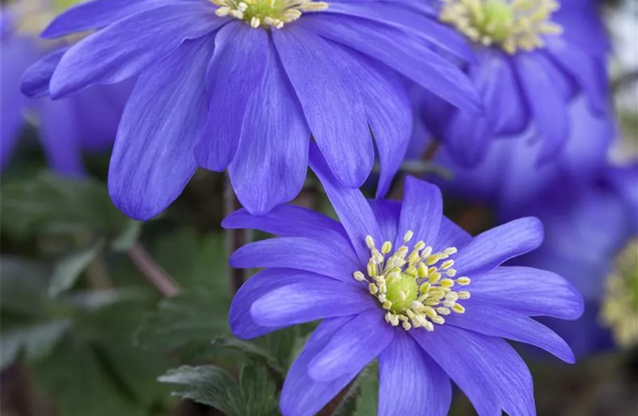 Anemonen – zarte Windröschen im Garten