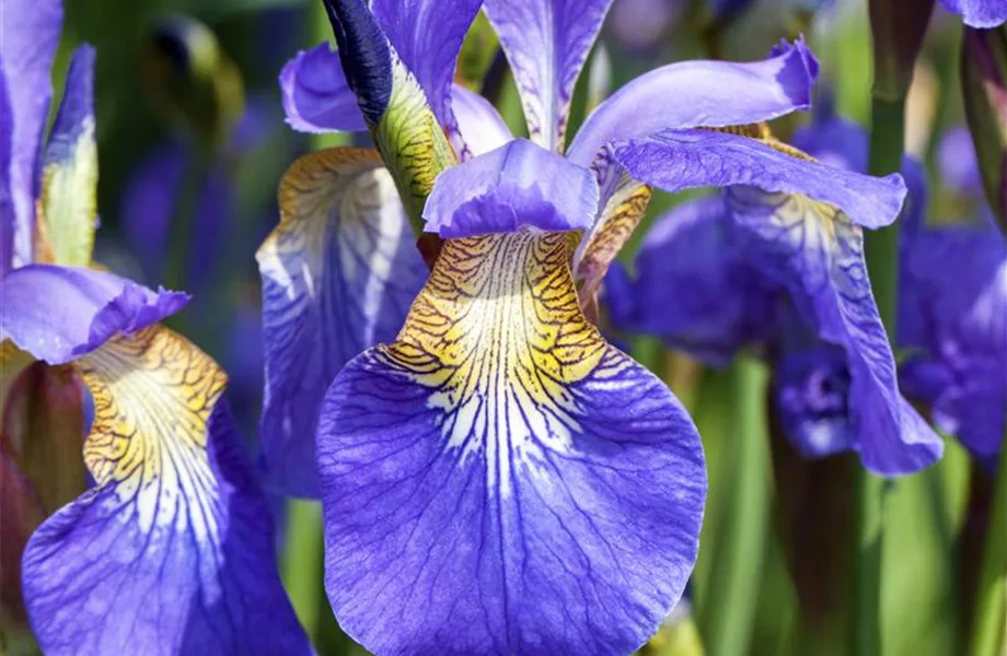 Der ganz große Stil im Garten - eine Anleitung für Menschen mit Liebe zu Effekten