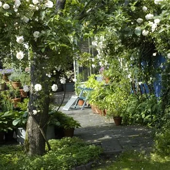 Kletterpflanzen im Garten - hoch hinaus und noch viel weiter!