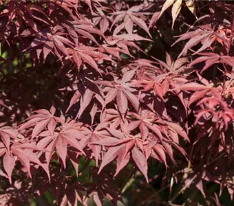 Acer palmatum 'Bloodgood'