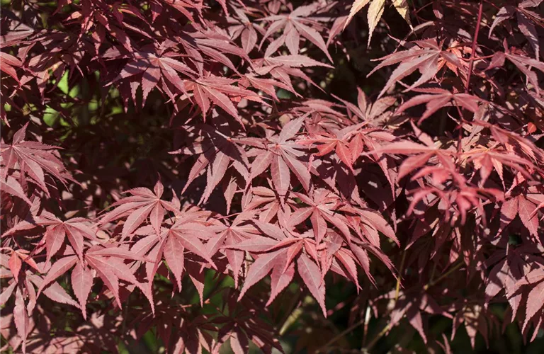 Acer palmatum 'Bloodgood'